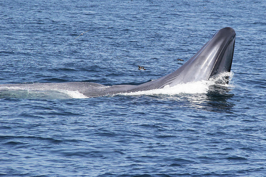 Giant Blue Whale Surface Feeding Photograph by Michael Peak