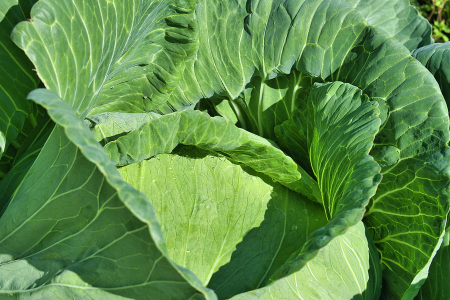 Giant Cabbage - Georgeson Botanical Garden Photograph by Cathy Mahnke