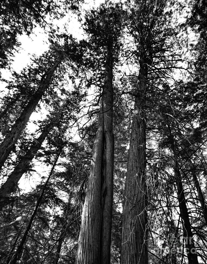 Giant Cedars in Black and White Photograph by Steve Brown