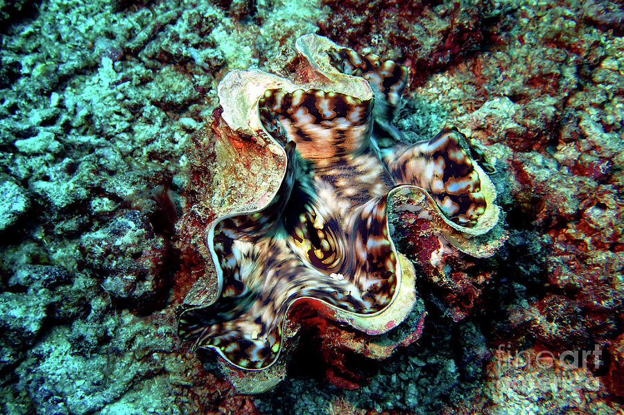 giant-clam-3-photograph-by-daryl-duda-fine-art-america