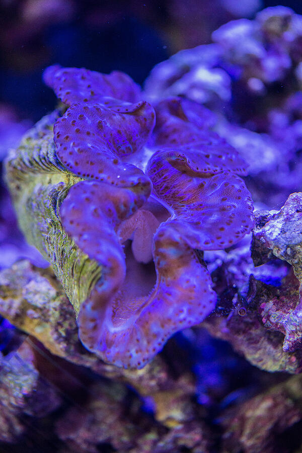 Giant Clam Photograph by Nerces Mavelian Giant Clam Photograph by Nerces Mavelian