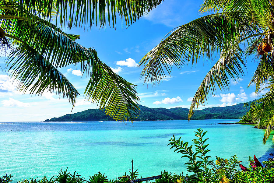 Giant clam sanctuary savaia samoa beach Photograph by Maria isabel ...