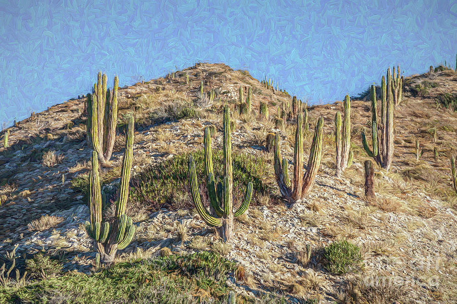 Giant Cordon Cactus Digital Art by Liz Leyden