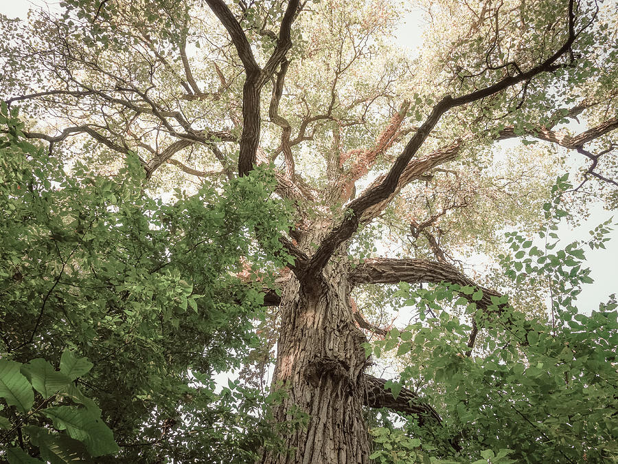 Giant Cottonwood, Magic Woods Photograph by Scott Rackers