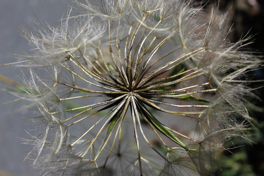 Giant Dandelion, seed head Photograph by Mahir Mesic