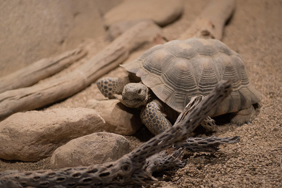 Giant desert tortoise Photograph by Mike Fusaro