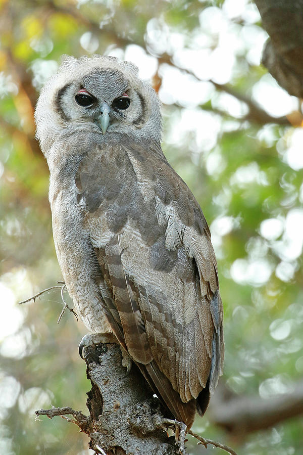 Giant Eagle Owlet Photograph by MaryJane Sesto - Fine Art America