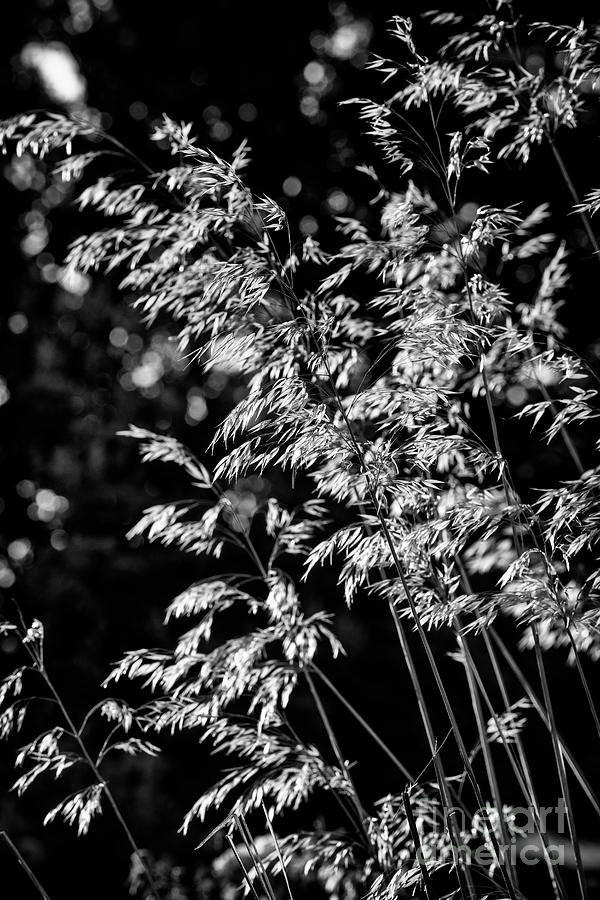 Giant Feather Grass Monochrome Photograph by Tim Gainey