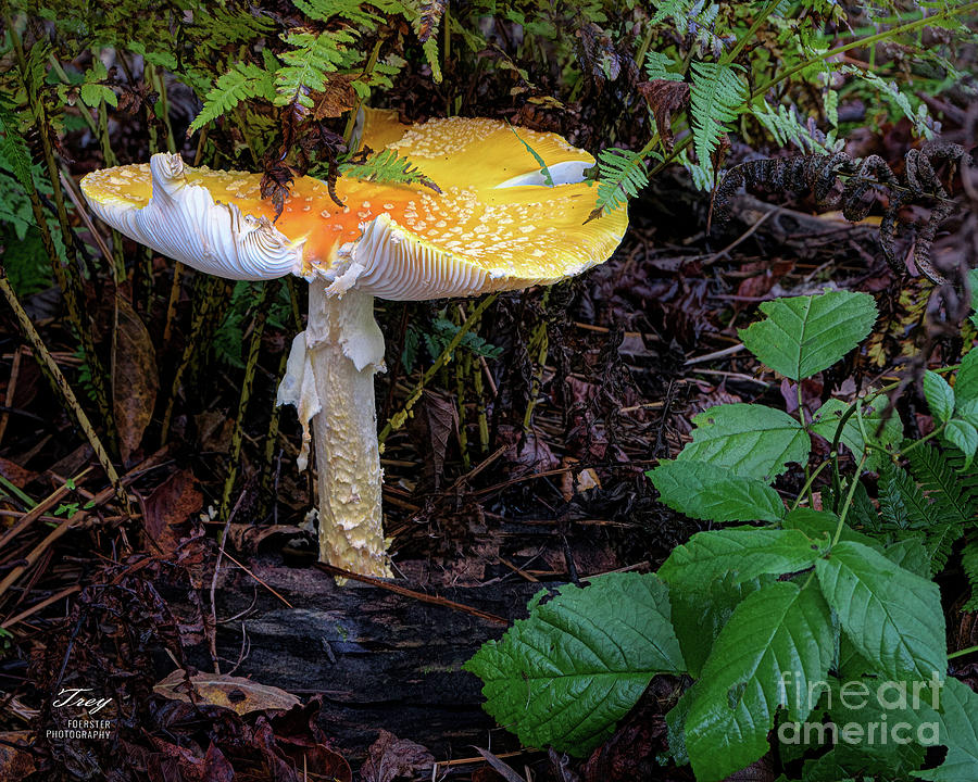 Giant Fly Agaric Mushroom Photograph by Trey Foerster