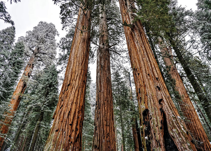 Giant Forest Photograph by Brett Harvey