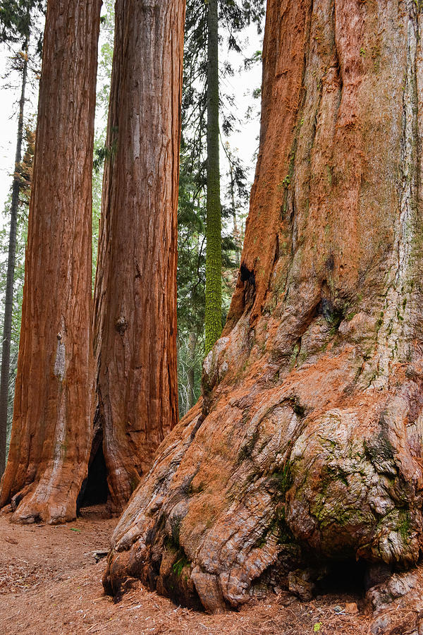 Giant Forest Sequoia Tree Portrait Photograph by Kyle Hanson