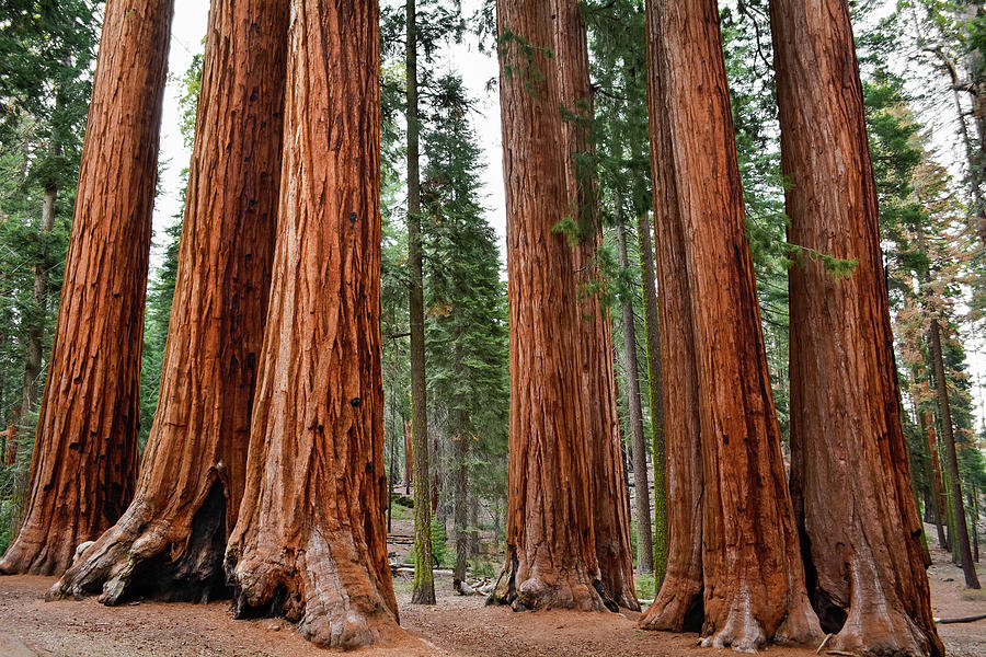 Giant Forest Sequoia Trees Photograph by Kyle Hanson