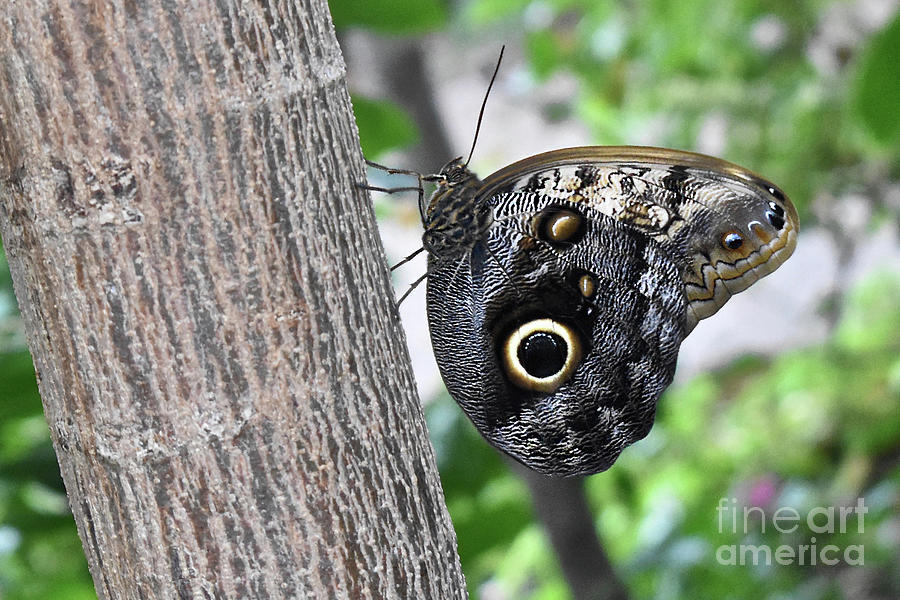Giant Forest Owl Butterfly Photograph by Ron Long