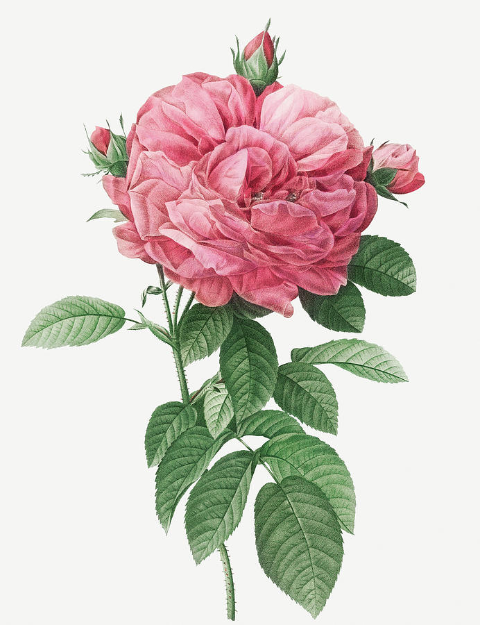 Pierre Joseph Redoute Painting - Giant French Rose Bloom, Provins rosebush with gigantic flower, Rosa gallica flore giganteo by Pierre Joseph Redoute