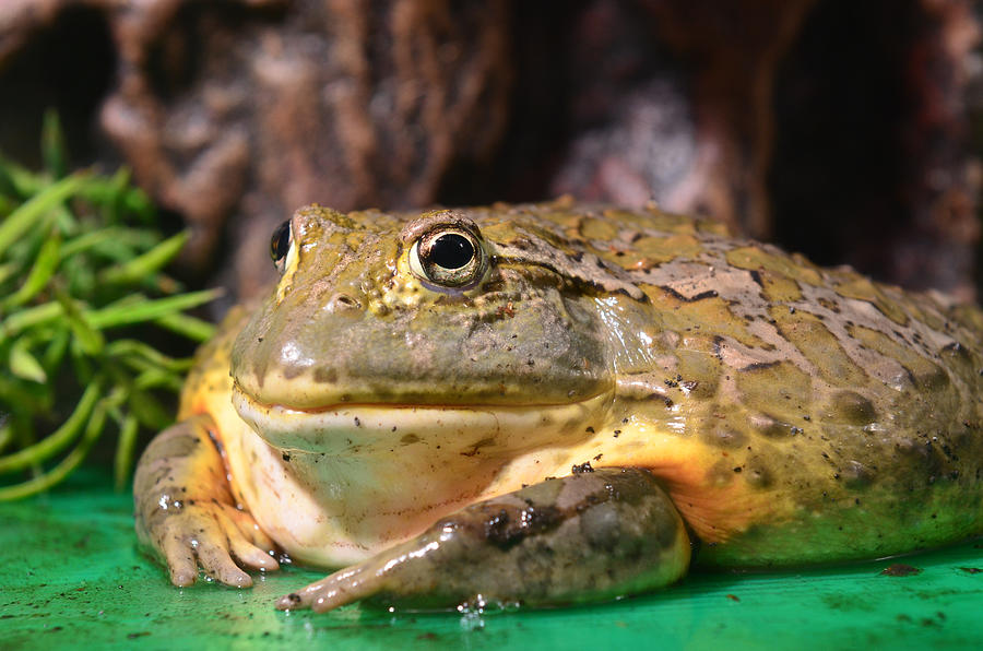Giant Frog Photograph by Jeby69