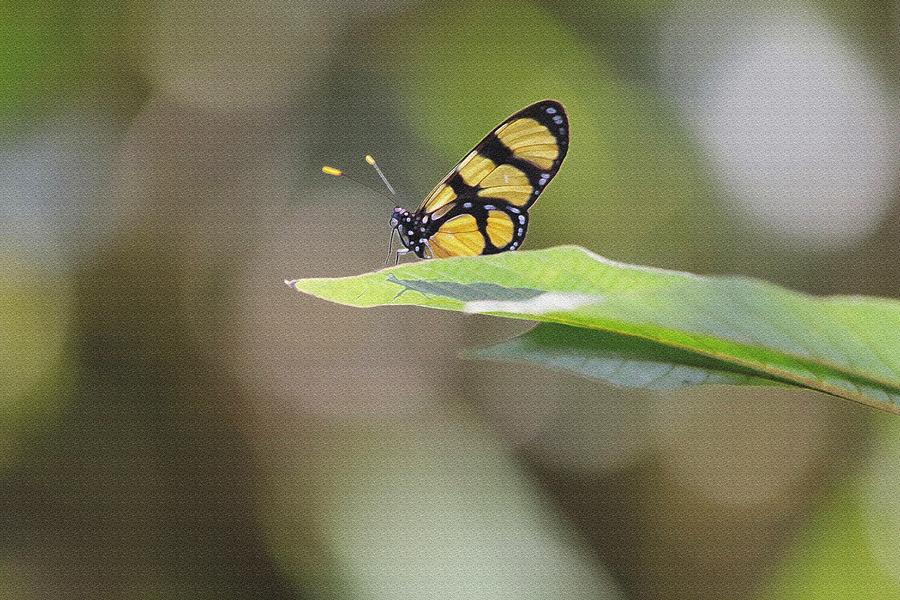 Giant Glasswing Butterfly Panama Photograph