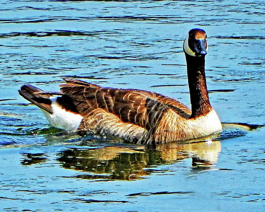 Giant Goose Photograph by Andrew Lawrence - Fine Art America