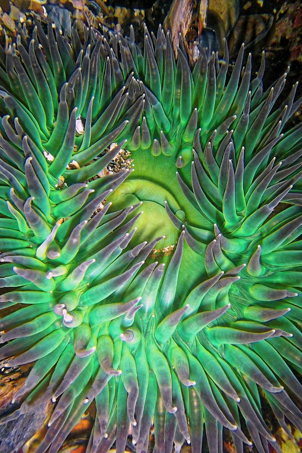 Giant Green Anemone with Photosynthetic Symbionts Photograph by KJ Swan