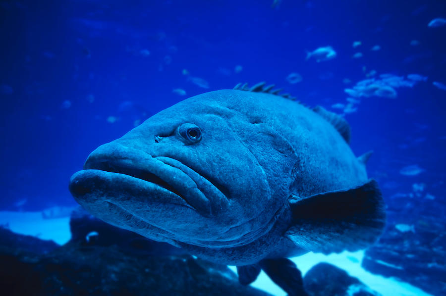 Giant Grouper Photograph by Kativ