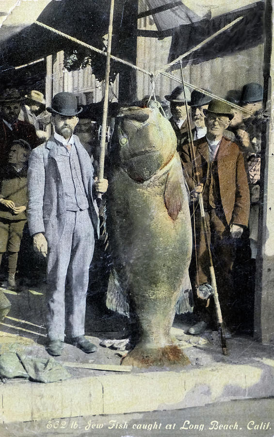 Giant Grouper Post Card Photograph