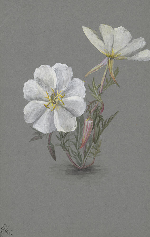 Giant Helleborine Epipactia gigantea Drawing by Mary Vaux Walcott Fine Art America