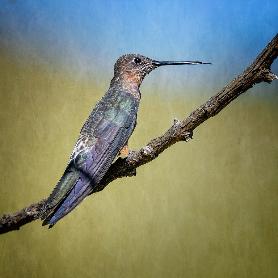 Giant Hummingbird 2 Photograph by Joan Carroll