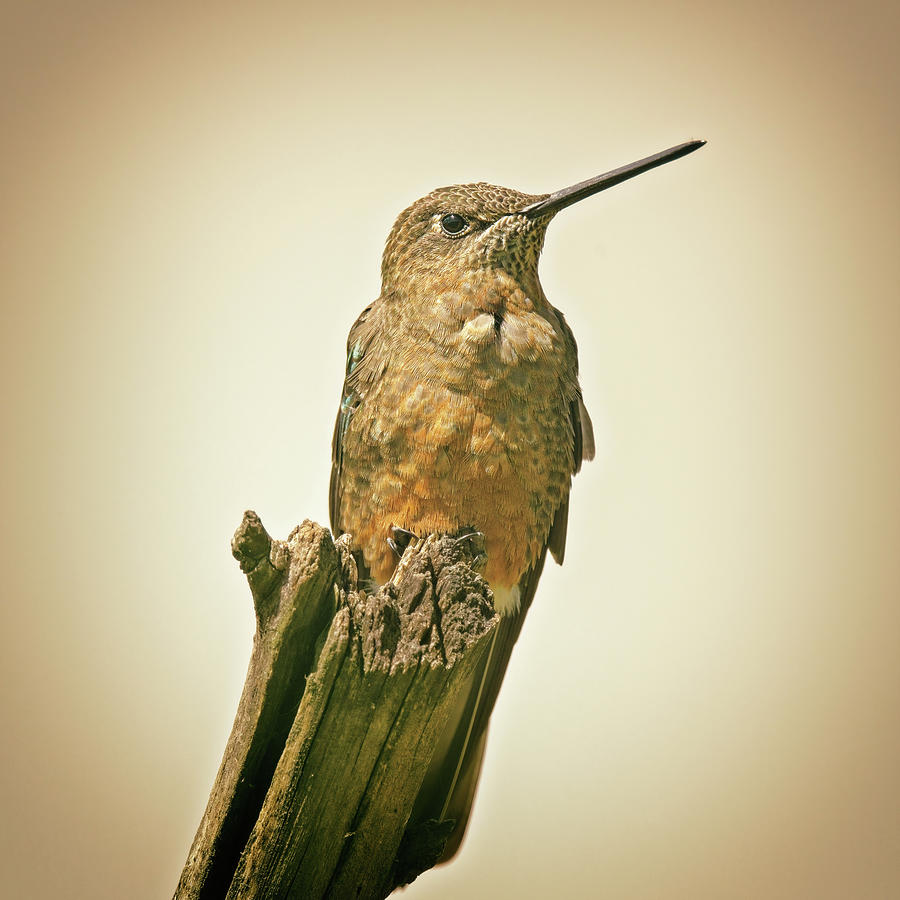 Giant Hummingbird Photograph by Joan Carroll - Fine Art America