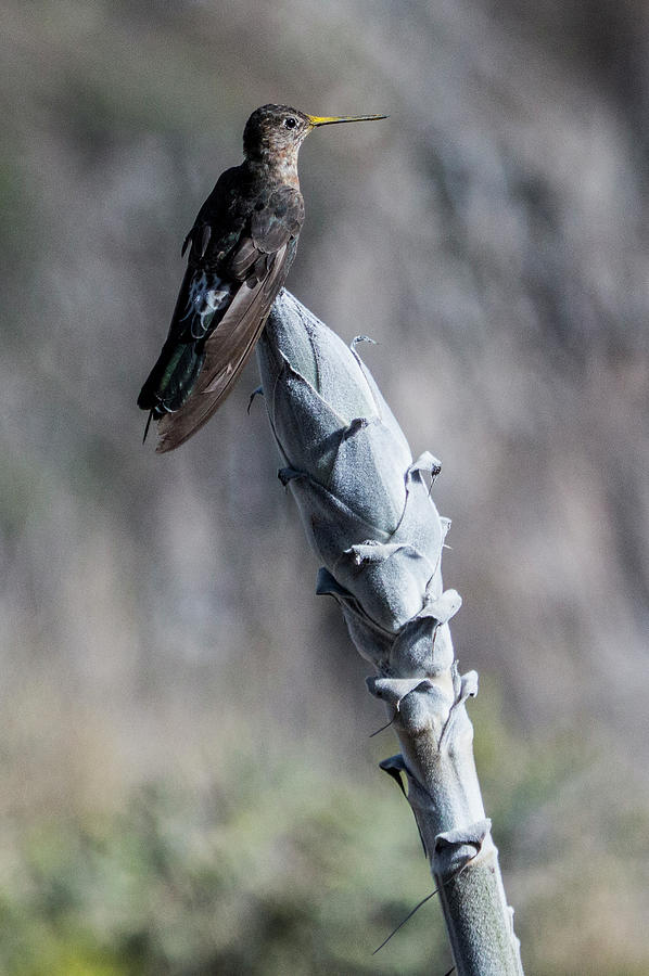 Animals Photograph - Giant Hummingbird, Patagona Gigas, Peru by Venetia Featherstone-Witty Animals Photograph - Giant Hummingbird, Patagona Gigas, Peru by Venetia Featherstone-Witty