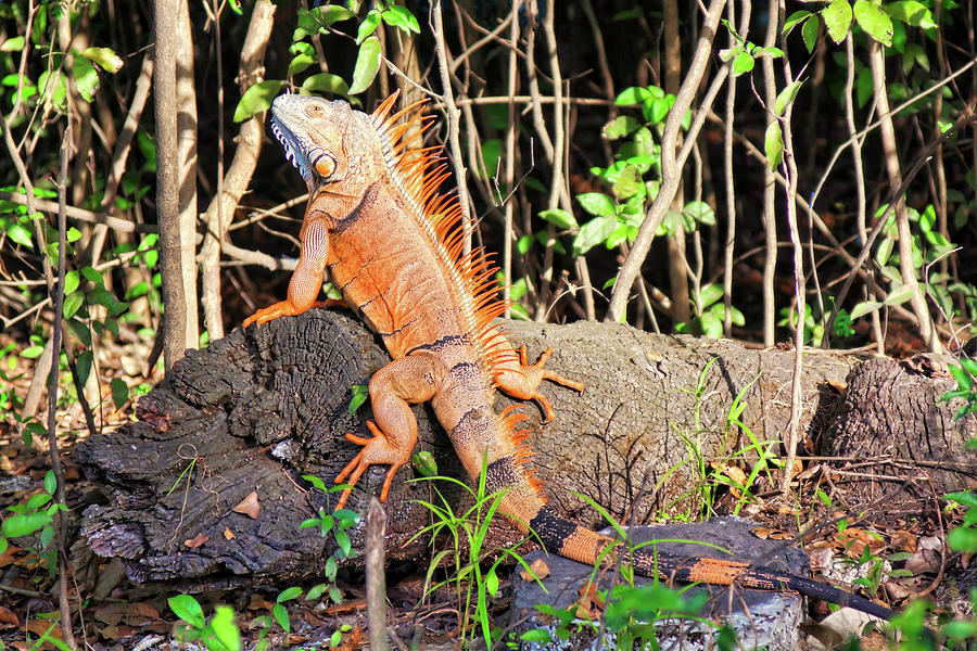 Giant Iguana, Belize Photograph by Tatiana Travelways