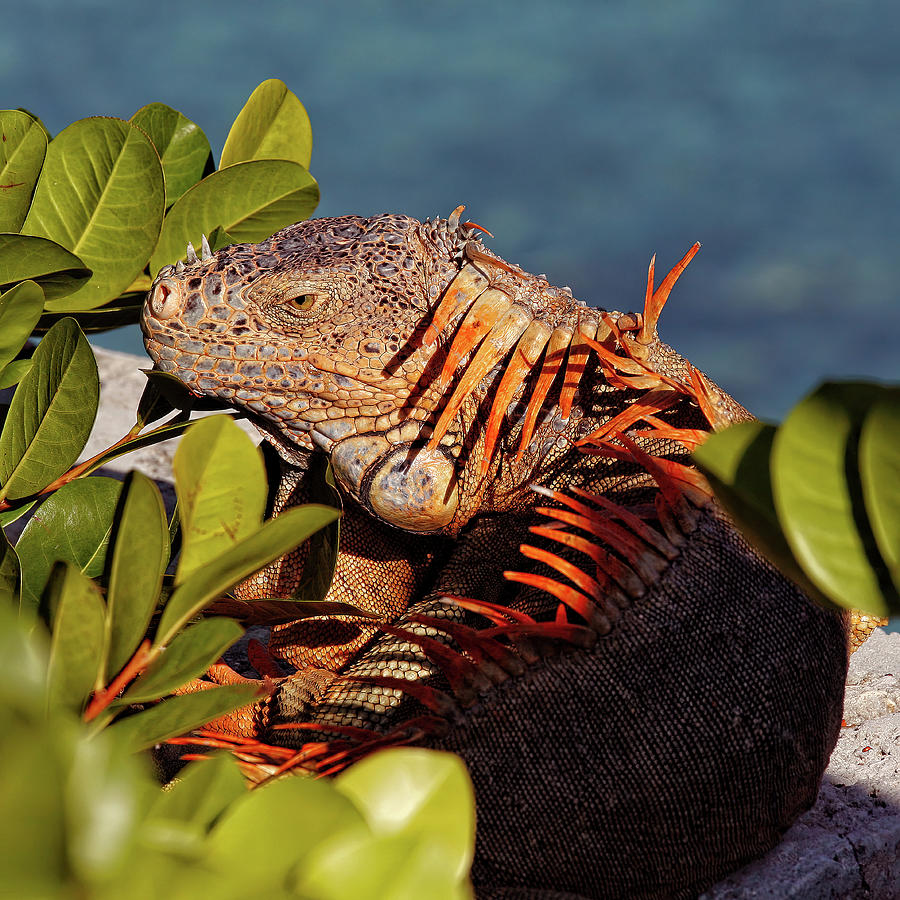 Giant iguana by the water, Mexico Photograph by Tatiana Travelways