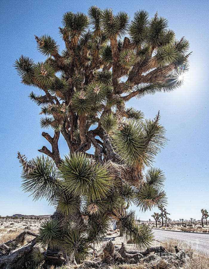 Giant Joshua Tree Photograph by Daniel Hebard