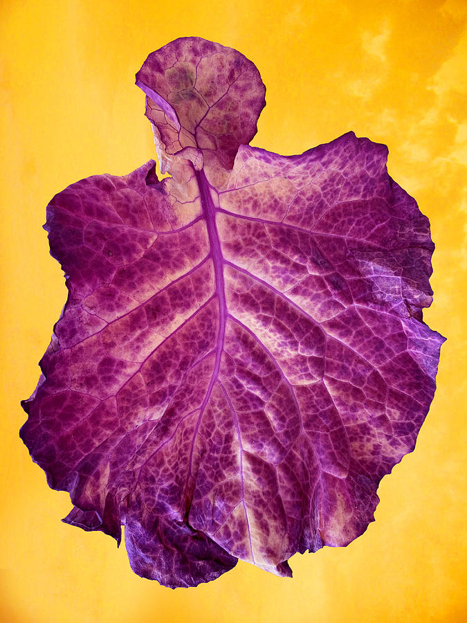 Giant Kale on Yellow Photograph by Lorena Cassady