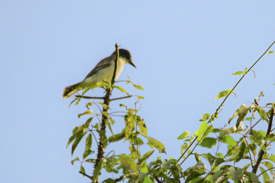 Giant kingbird of Cuba Photograph by Susan Matson - Fine Art America