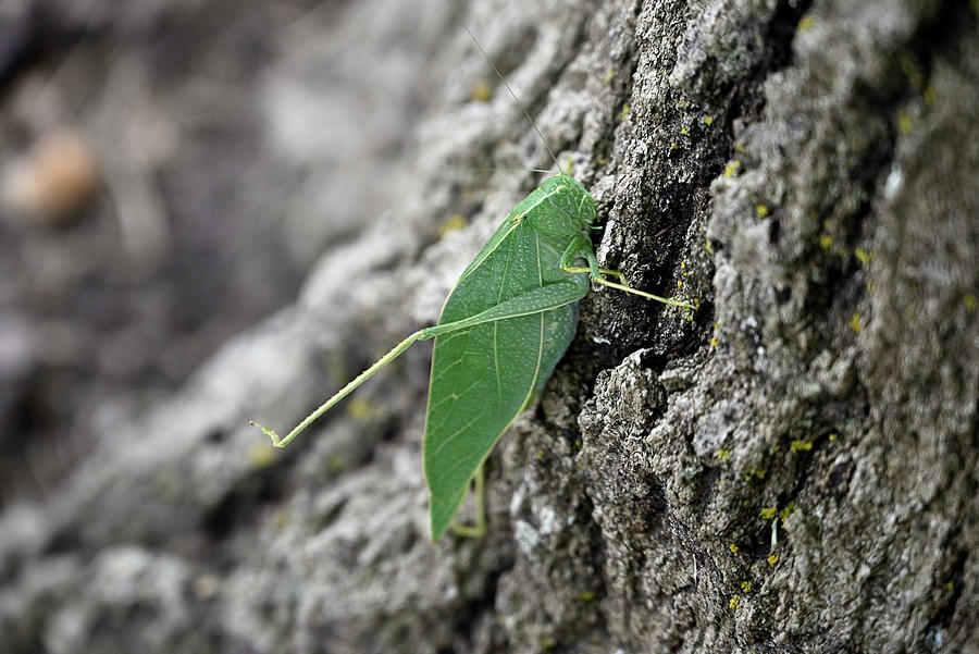 Giant Leaf Katydid Photograph