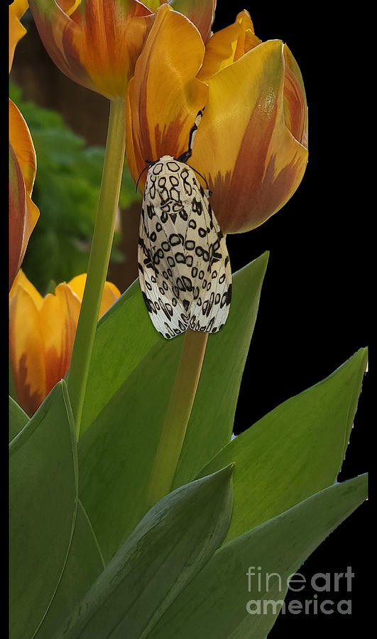 Giant Leopard Moth On Tulips  Photograph by Donna Brown