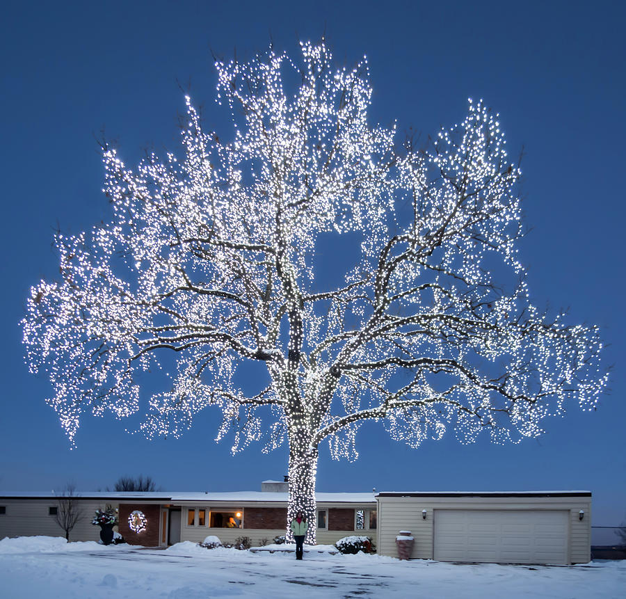 Giant Lighted Oak Tree Photograph by Patti Deters
