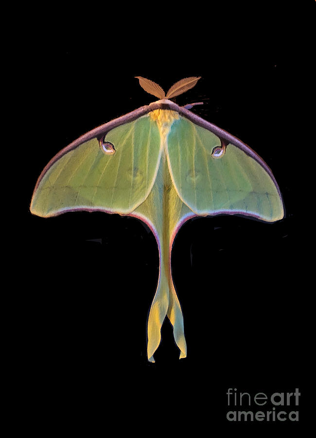 Giant Luna Moth Photograph