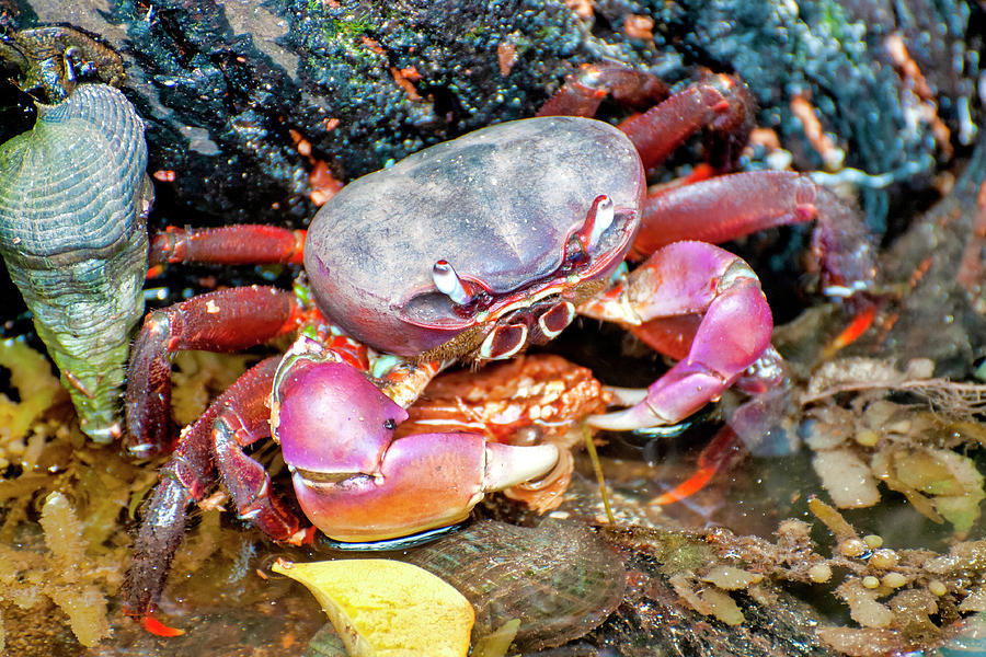 Giant Mangrove Crab  Photograph by Fabrizio Troiani