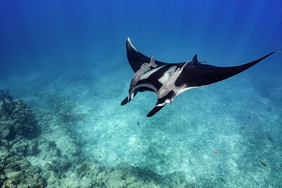 Giant Manta Ray With Ramoras Swims Over A Shallow Reef Photograph
