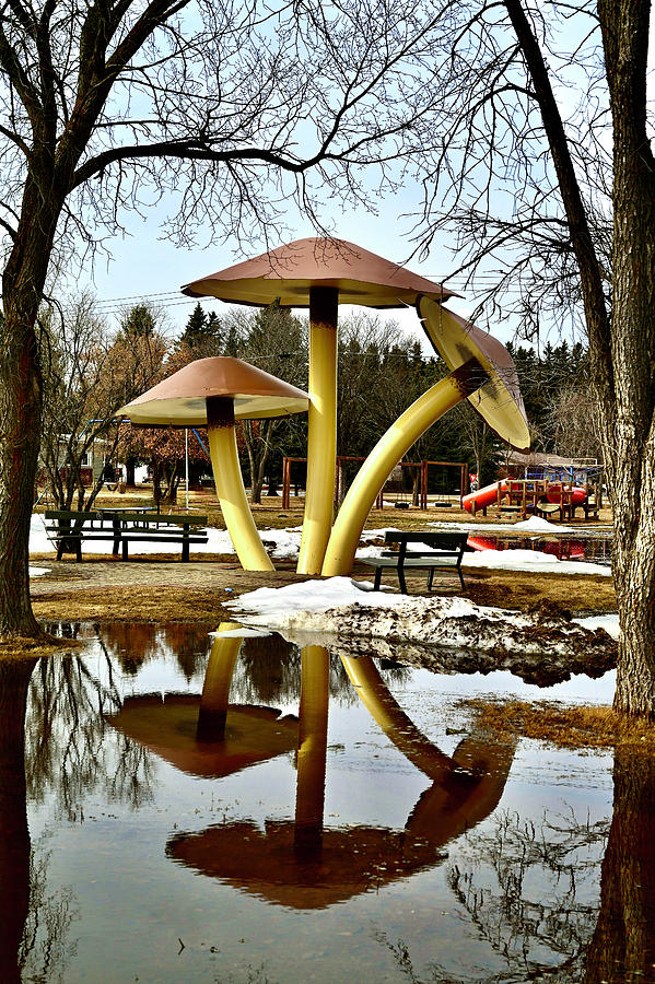 Giant Mushrooms Villna Photograph