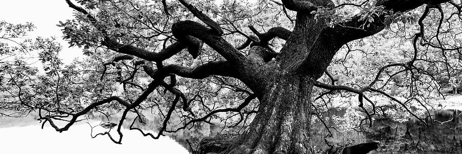 Giant Oak Tree Photograph by Sonny Ryse
