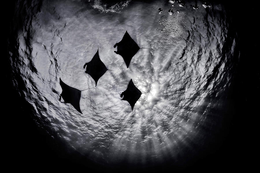 Giant Oceanic Mantas in Photograph by Beth Watson