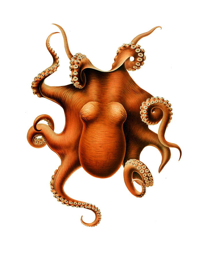 Octopus Digital Art - Giant Octopus by Madame Memento
