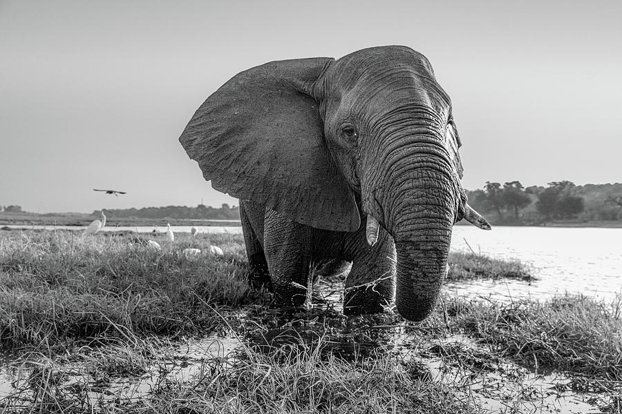 Giant of the Chobe Photograph by James Capo Fine Art America