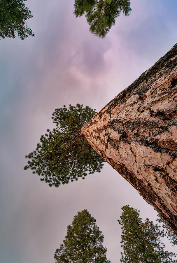 Giant Old Growth Ponderosa Pine 2 Photograph by Leland D Howard