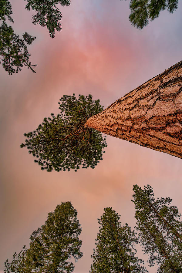 Giant Old Growth Ponderosa Pine Photograph by Leland D Howard