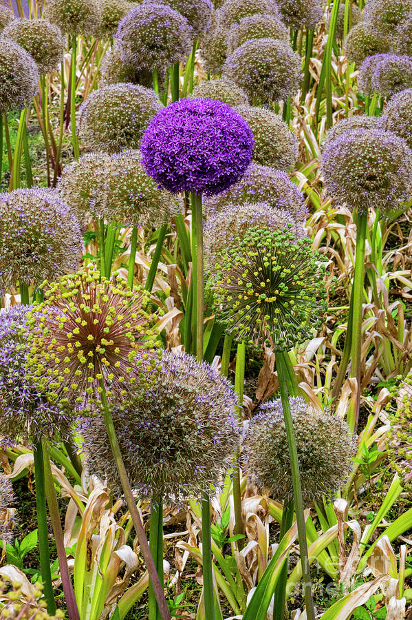 Giant Onion Colored Blooms in Boston Public Gardens Photograph by Bob Phillips