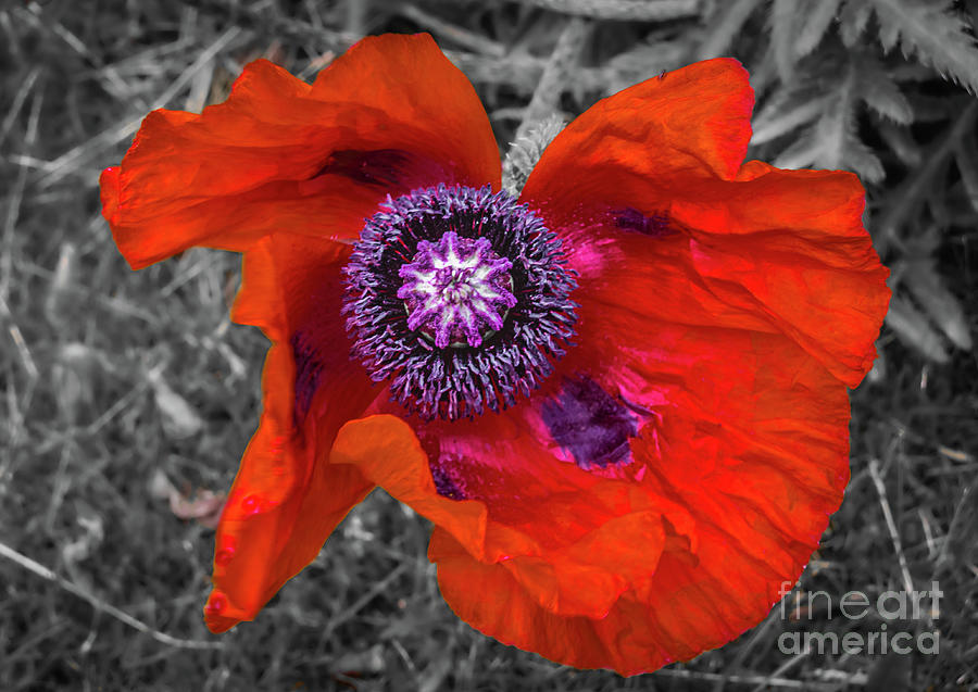 Giant opium poppy - selective color Photograph by Lyl Dil Creations