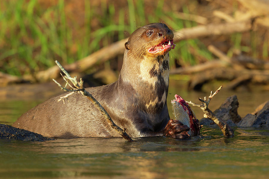 Giant Otter Eating Fish Photograph by Robert Goodell | Fine Art America