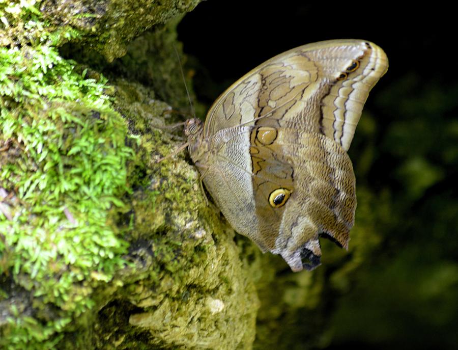 Giant Owl Butterfly Photograph by Warren Thompson